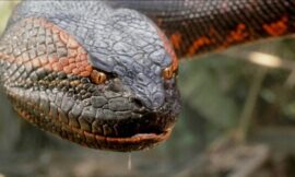 Our Anaconda Reboot Scoop Confirmed – The Headlines