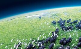 Largest Animal To Use Tools Discovered – The Headlines