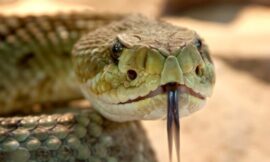 Snakes Key To Curing Heart Disease? – The Headlines
