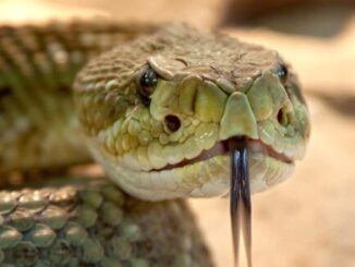 Snakes Key To Curing Heart Disease? – The Headlines