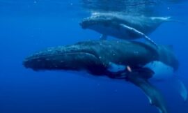 Whale Size Linked To Lack Of Cancer Cells? – The Headlines
