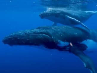 Whale Size Linked To Lack Of Cancer Cells? – The Headlines