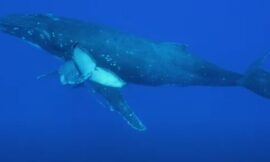 Foul Play Suspected In Death Of Russian Spy Whale – The Headlines