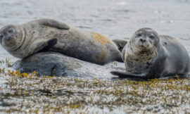 Seals Use Research Camera As Meal Ticket – The Headlines