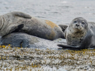 Seals Use Research Camera As Meal Ticket – The Headlines