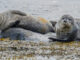 Seals Use Research Camera As Meal Ticket – The Headlines