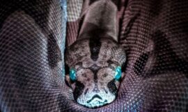 See Snake And Mongoose Fight Delay Airplane Takeoff – The Headlines