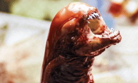 Terrifying Chestburster Parasitic Wasps Found In The United States – The Headlines