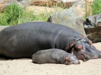 The Baby Hippo Stealing Everyone’s Hearts Gets 24/7 Livestream – The Headlines