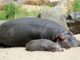 The Baby Hippo Stealing Everyone’s Hearts Gets 24/7 Livestream – The Headlines