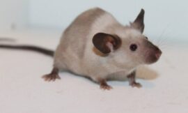 South Africa Bombing Mice Until Every Last One Is Dead – The Headlines