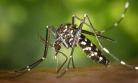 Mosquito Tracking Ability Revealed Through Infrared – The Headlines