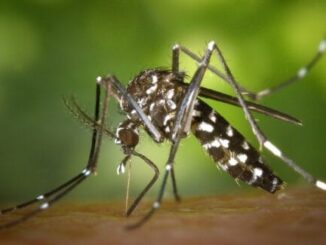 Mosquito Tracking Ability Revealed Through Infrared – The Headlines