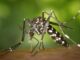 Mosquito Tracking Ability Revealed Through Infrared – The Headlines