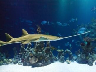 Transparent Creatures Eating Weird Snack In Ocean Deep – The Headlines