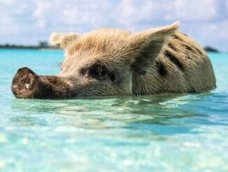 Pig-Faced Shark Shocks And Confuses Beachgoers – The Headlines