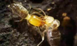 Exploding Termites Are Real And Scientists Only Now Understand Them – The Headlines