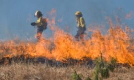 Electrocuted Birds Exploding Into Wildfires – The Headlines