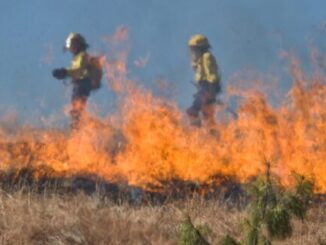 Electrocuted Birds Exploding Into Wildfires – The Headlines