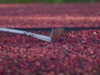 Cranberry Spiders Will Make You Rethink Eating The Fruit – The Headlines