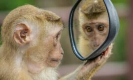 Stem Cells Used To Cure Monkey’s Vision, Humans Next? – The Headlines