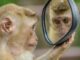 Stem Cells Used To Cure Monkey’s Vision, Humans Next? – The Headlines