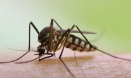 Mosquitos Hunt Humans Like The Predator According To Research – The Headlines