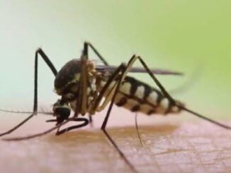 Mosquitos Hunt Humans Like The Predator According To Research – The Headlines