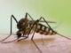 Mosquitos Hunt Humans Like The Predator According To Research – The Headlines