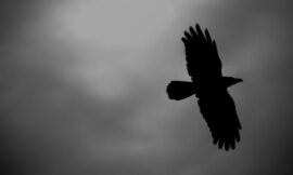 Night Parrot Comes Back From Extinction – The Headlines