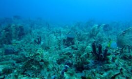 Immortal Sea Creature Resets Lifespan Like A Video Game Character – The Headlines