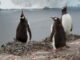 Antarctica Is Drastically Changing And Threatening All Life On The Continent – The Headlines