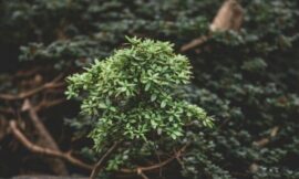 Scientists Grow Tree From 1,000-Year-Old Seed – The Headlines