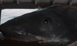 Jaws Rerelease Beats Two New Movies At Box Office And Movie Theaters Need To Take Note – The Headlines